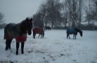 DSC00316